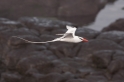 056 Red-billed tropicbird 03